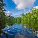 11. Amazon Rainforest: