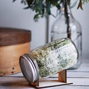 Sprouting Starter Kit with Stand + Seeds | Grow Your Own Sprouts