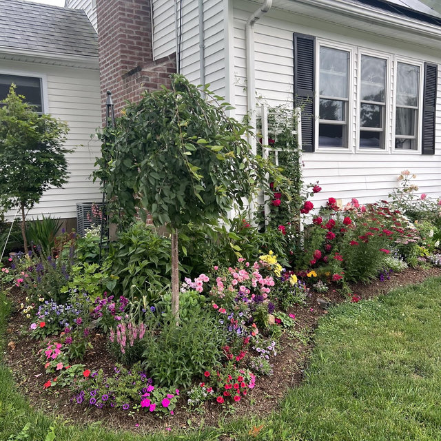 Outdoor flowers and shrubs for the garden