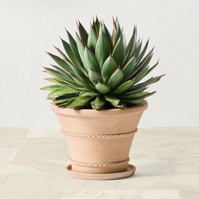 Williams Sonoma Terracotta Rope Trim Planter, Medium