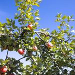 Lehman's Orchards