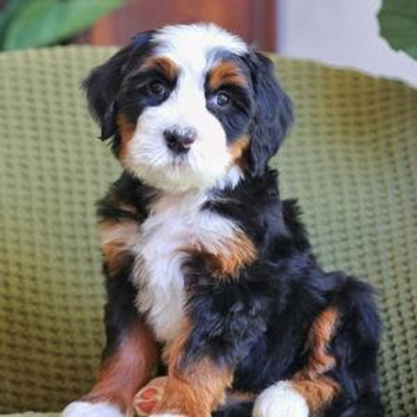 The "Mochi" Fund (Future Bernadoodle)