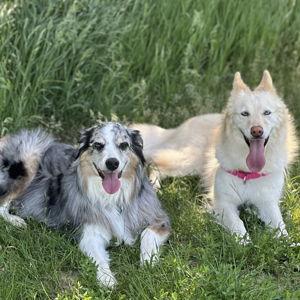 Our Pet Toy Fund