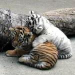 Tiger World
