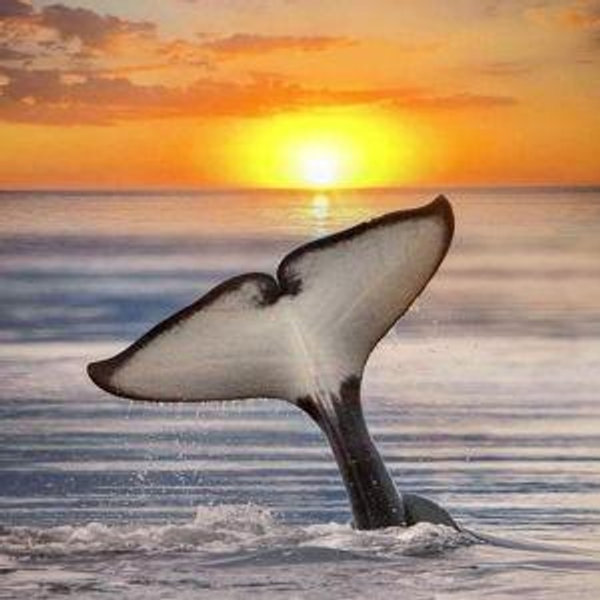 Whale Watching tour