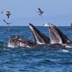 Whale Watching in Monterey Bay