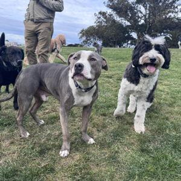 dog-sitting for Clark & McCovey