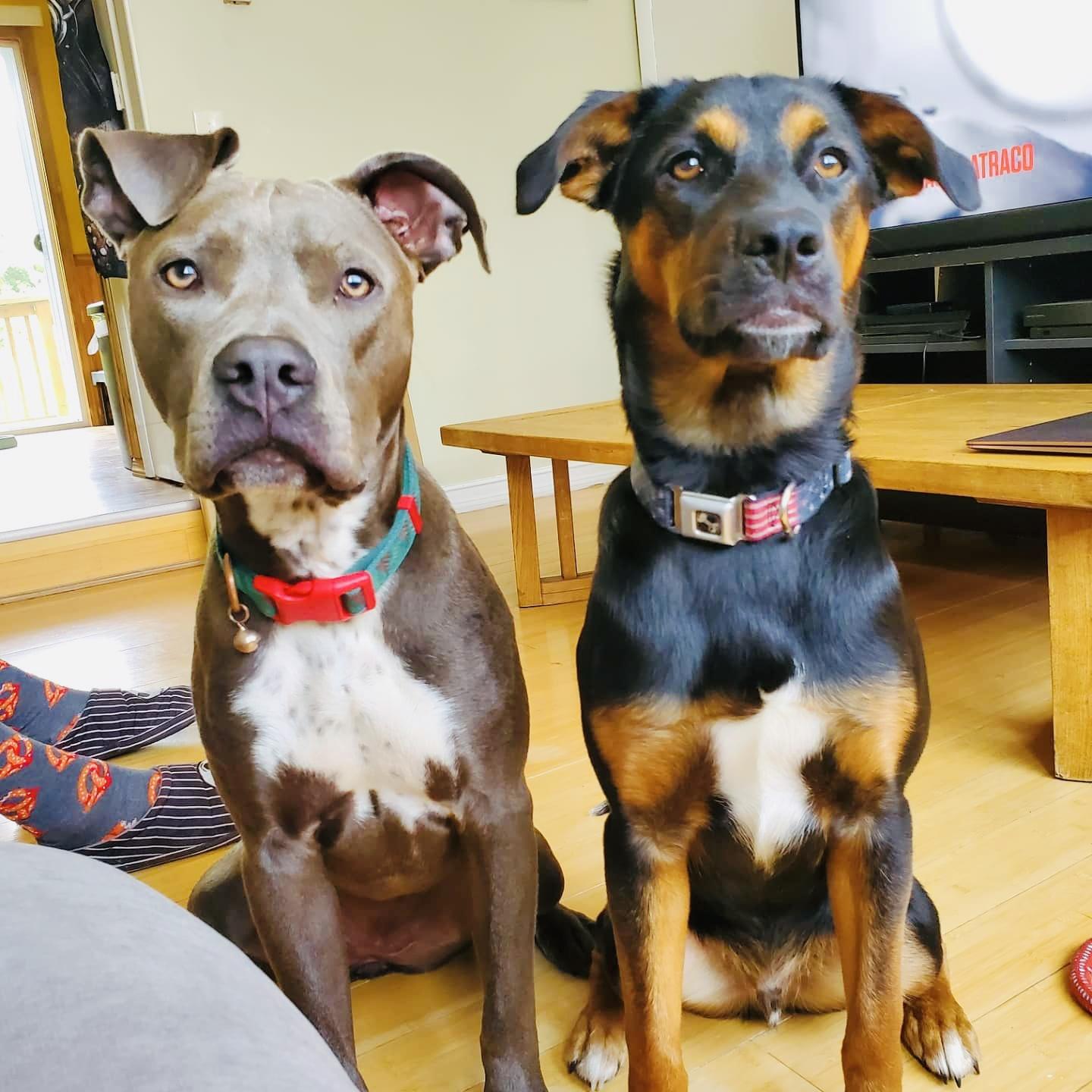 Can you feed us dinner mom?