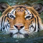 Houston Zoo