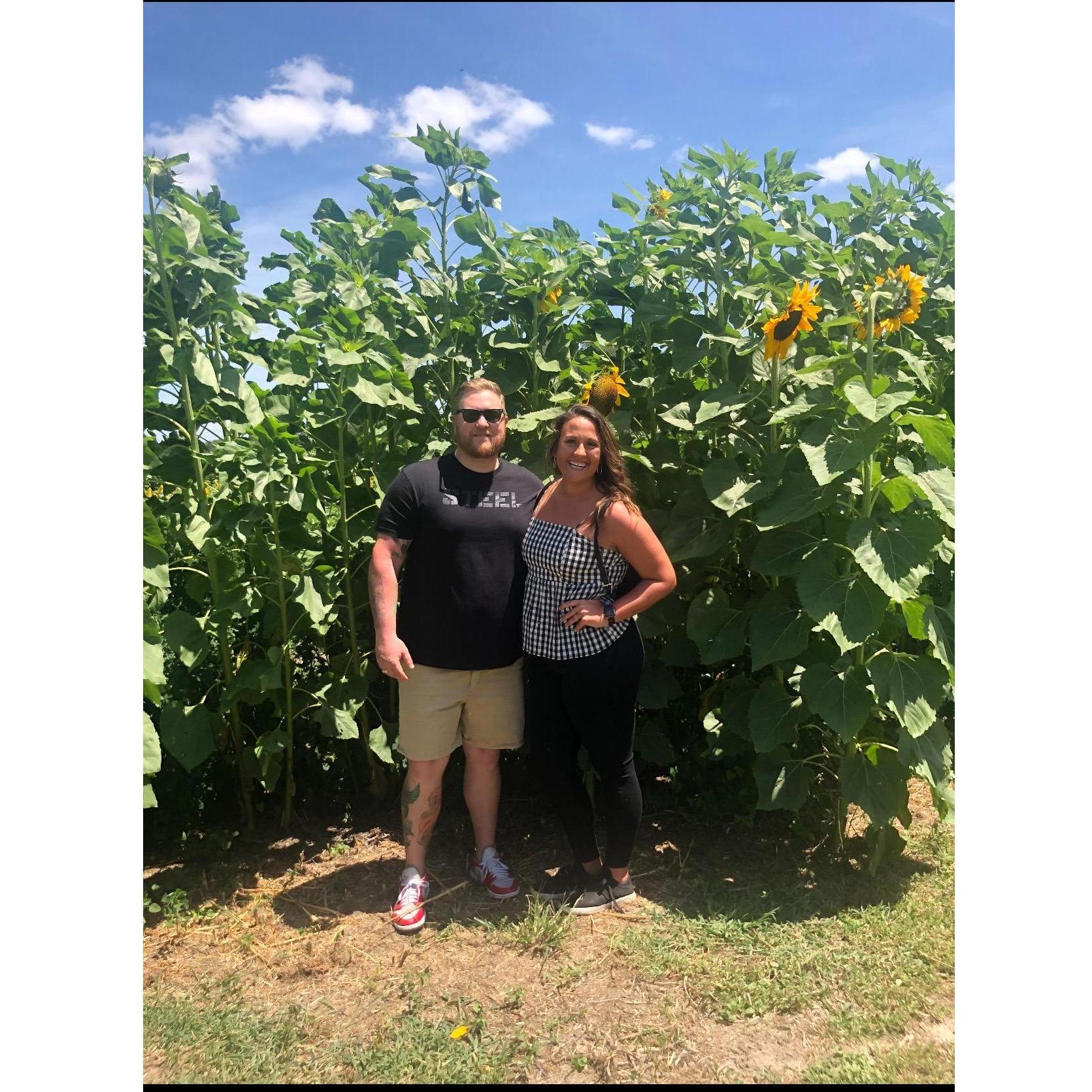 Sunflower picking