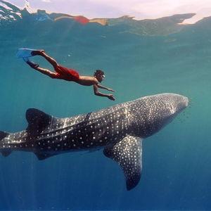 Whale Shark Excursion Honeymoon
