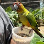 Parotte Ville Bird Park