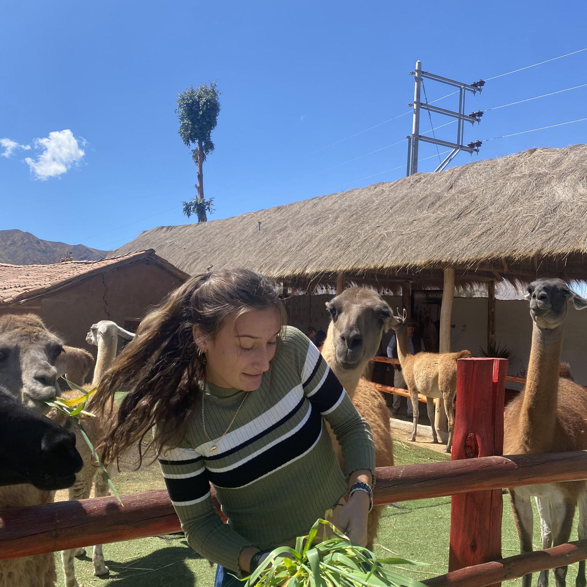 Charlotte getting surprised by an Alpaca in Peru