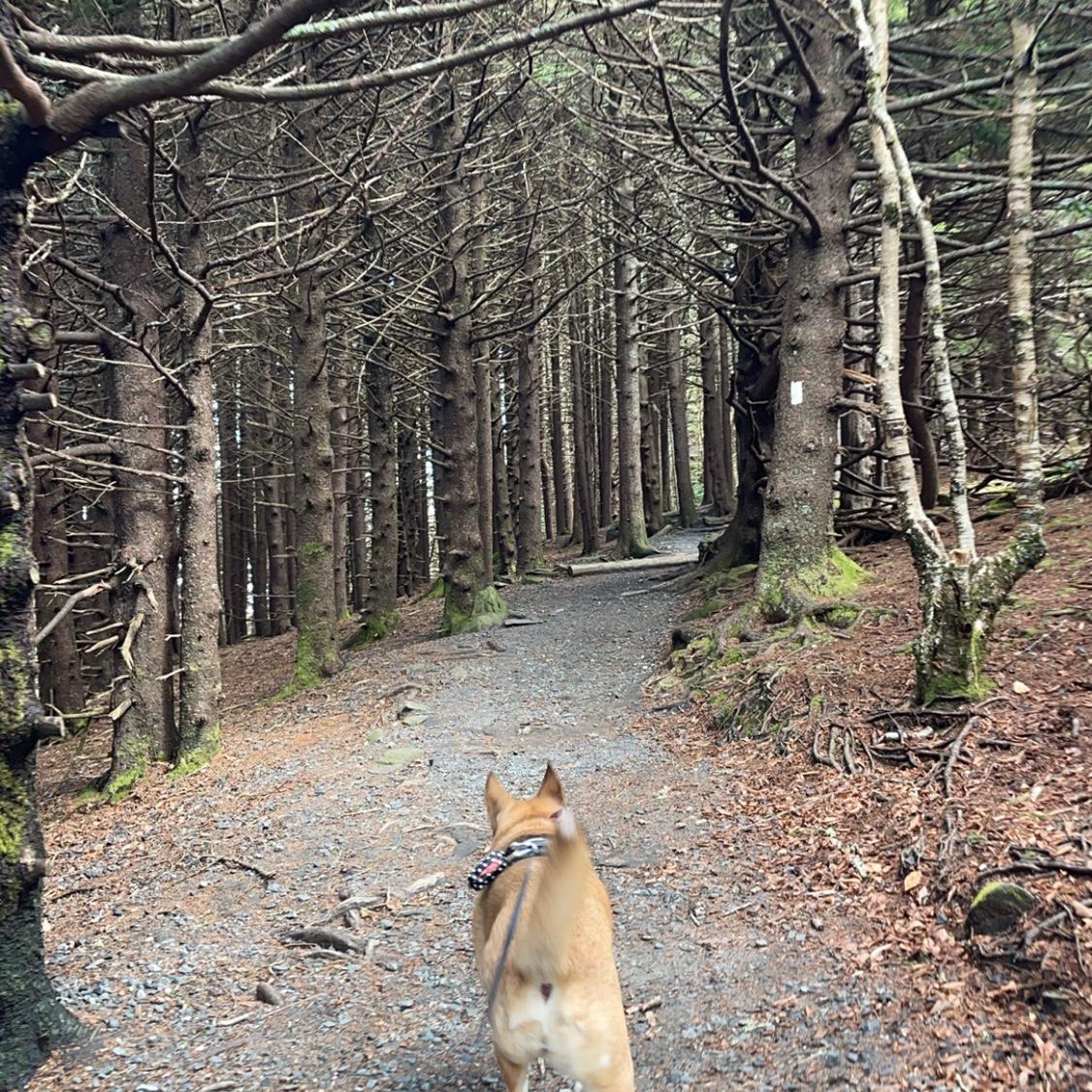 Taking Ava on a hike to Roan Mtn, TN! 
-11-02-24-