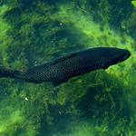 Oden State Fish Hatchery