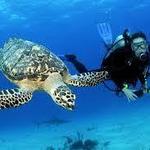 Scuba Diving