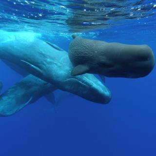 Whale & Dolphin Watching Cruise for 2 - Portugal