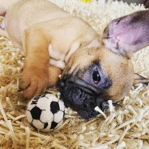 Buck's World Cup Fund