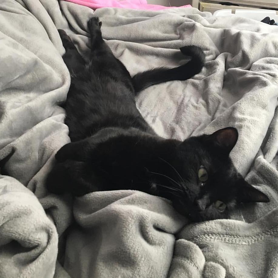 Samantha and Liam's first fur baby, Bruce Wayne. Samantha adopted Bruce in 2013 and Liam had gladly loved him since they became a couple in 2016.