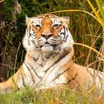 The Wild Animal Sanctuary