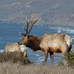 Tule Elk at Tomales Point