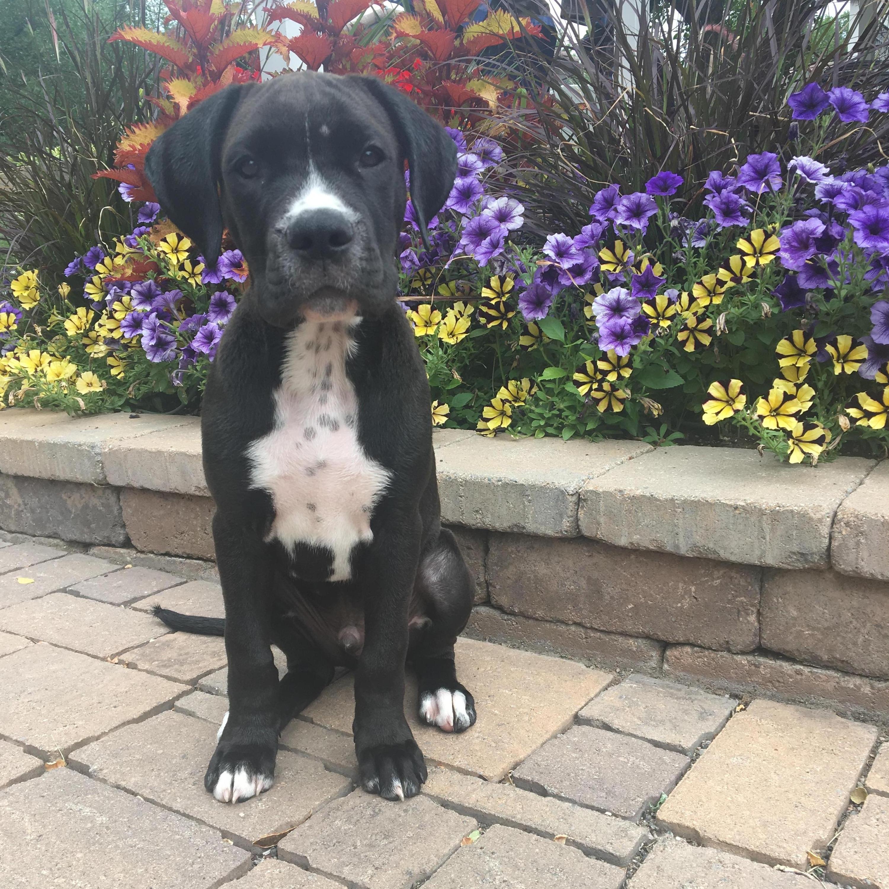 Summer 2017 - We adopted Finn!