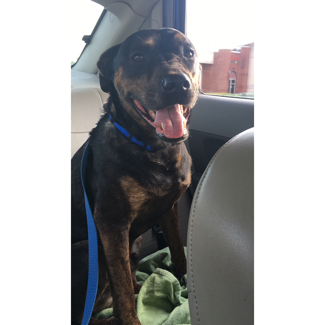 Rocky is truly the best boy.