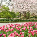 The Dallas Arboretum and Botanical Garden