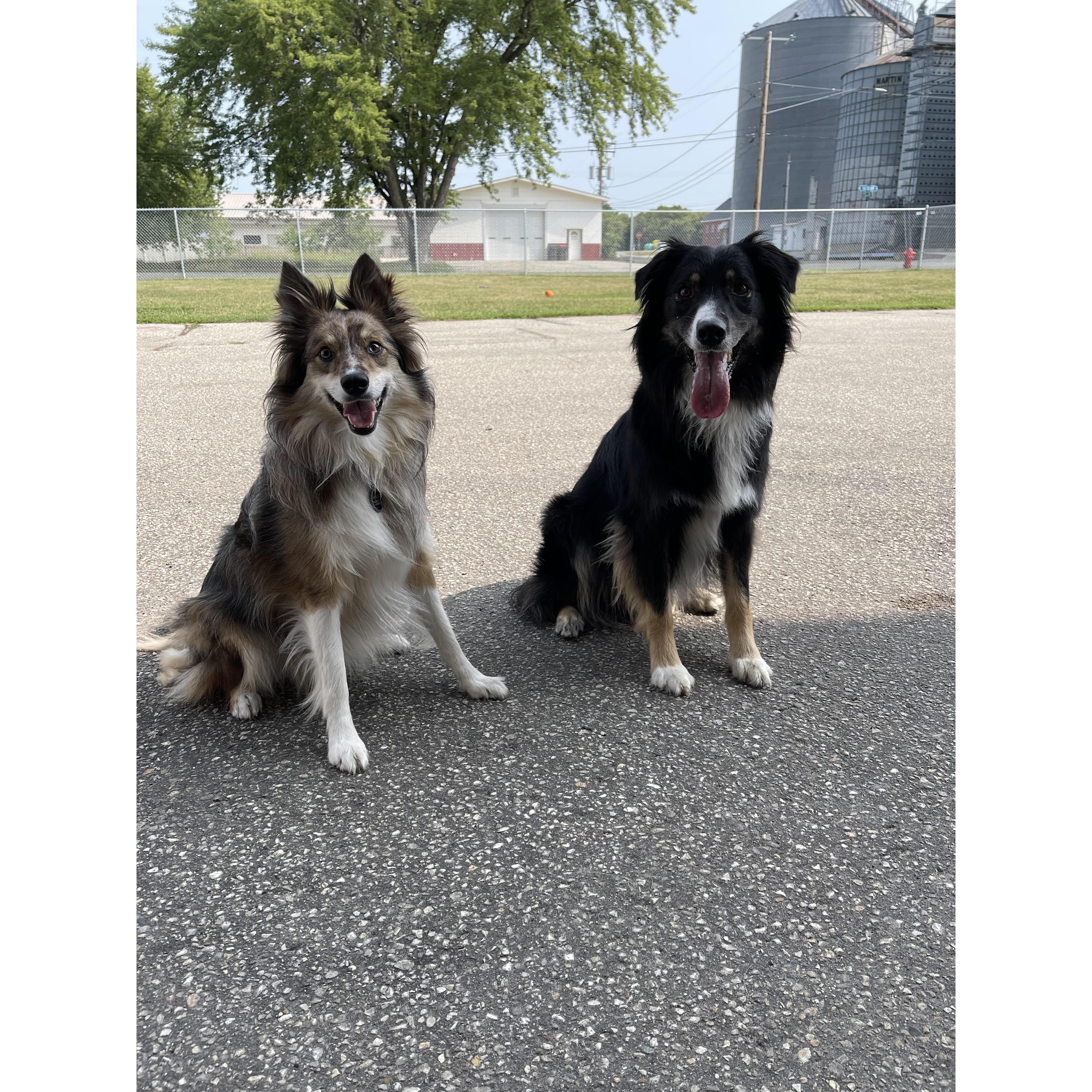 Our sweet boys - Wylie & Milo