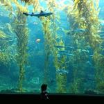 Birch Aquarium at Scripps