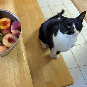 Year's Supply Of Treats for Fu'una