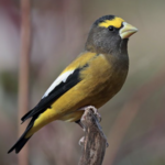 Sapsucker Woods Bird Sanctuary