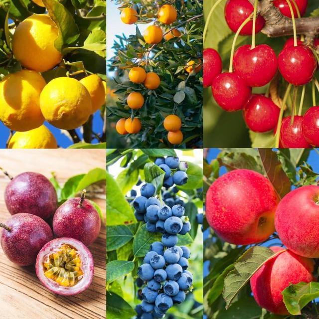6 Types Mix Fruit Seeds for Planting-40 Lemon &10 Cheery & 40 Orange & 40 Apple &40 Passion Fruit & 10 Blueberry Seeds for Planting Home Garden Outdoor