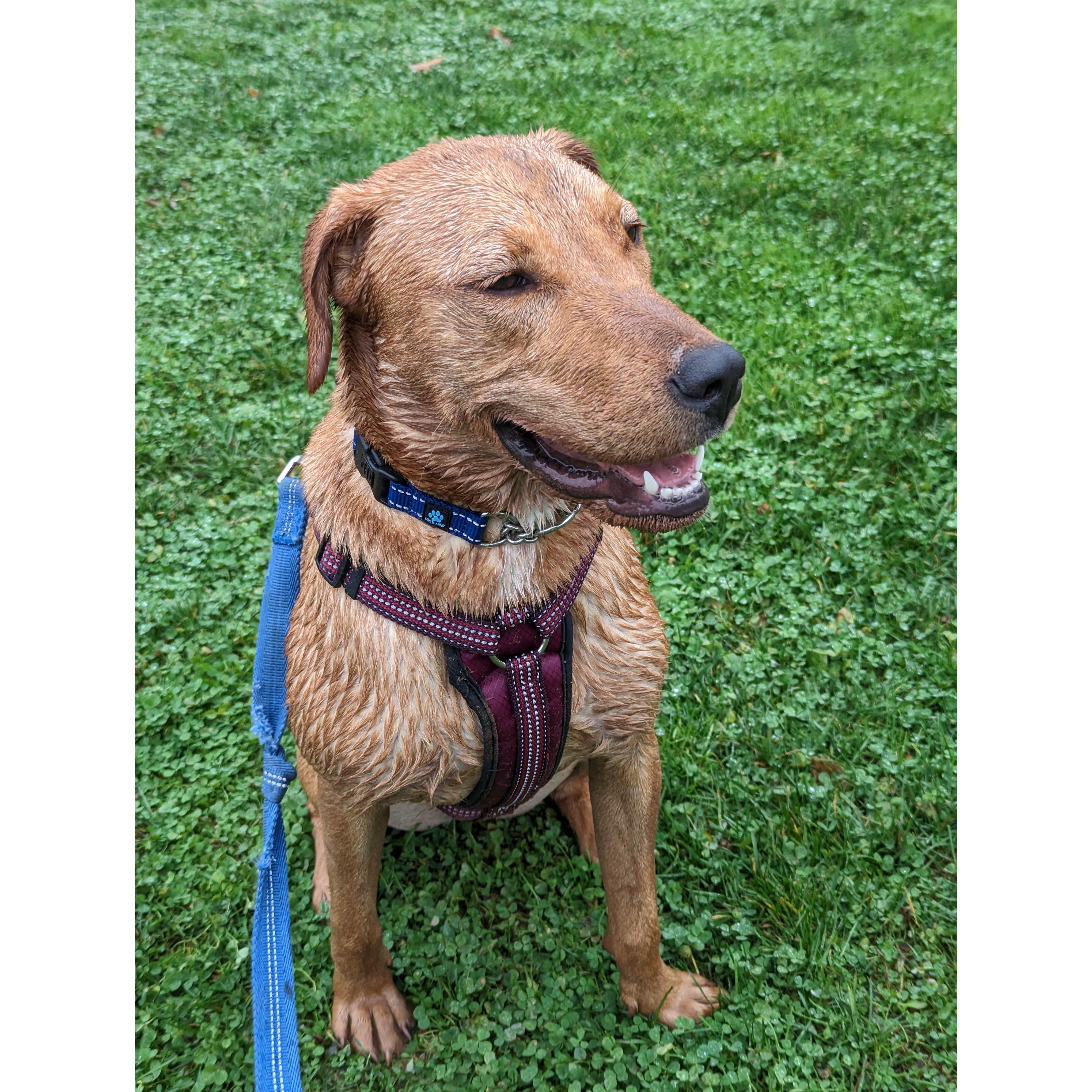 We've loved taking Maple out to the dog park, where she head straight for the mud. This is a particularly muddy picture, but look how happy she is!