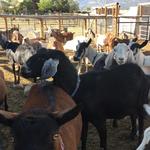 Jumpin Good Goat Dairy