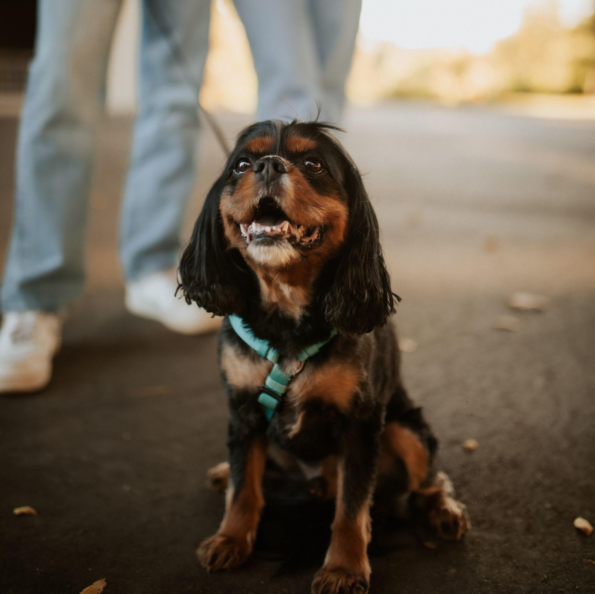 Engagement shoot (WALLY)