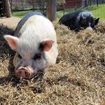 Millstone Farm at Buttermilk Falls