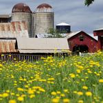 Denver Downs Farm