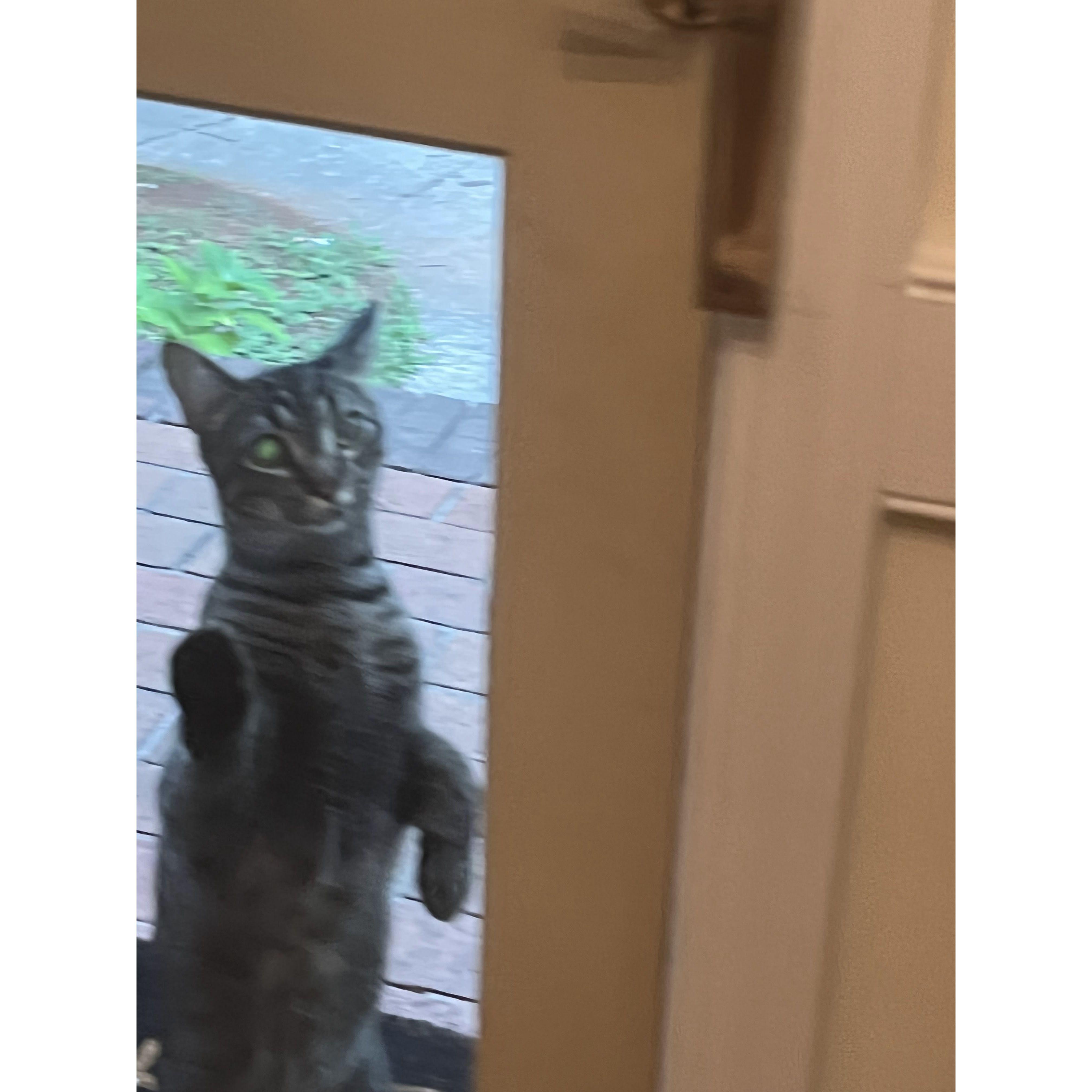 Julius' son, Pauper. Aka our middle child.