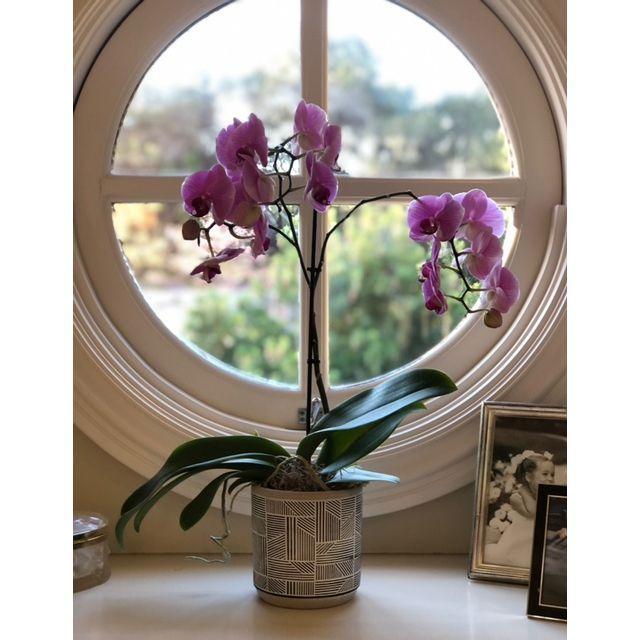 A gift from Earl, this orchid bloomed 10 months for Kelly and Barbara painted a beautiful picture of it so it is memorialized in the house.