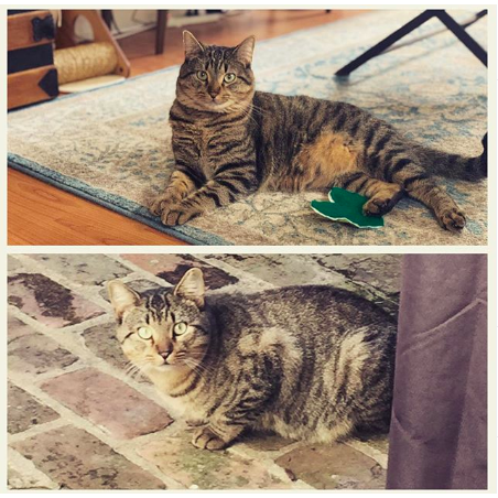 A before and after of our 'best friend,' Oscar Alvin Kitty. From Treme, to the good life in MidCity. Top, Summer, 2019, Bottom, Fall, 2018.