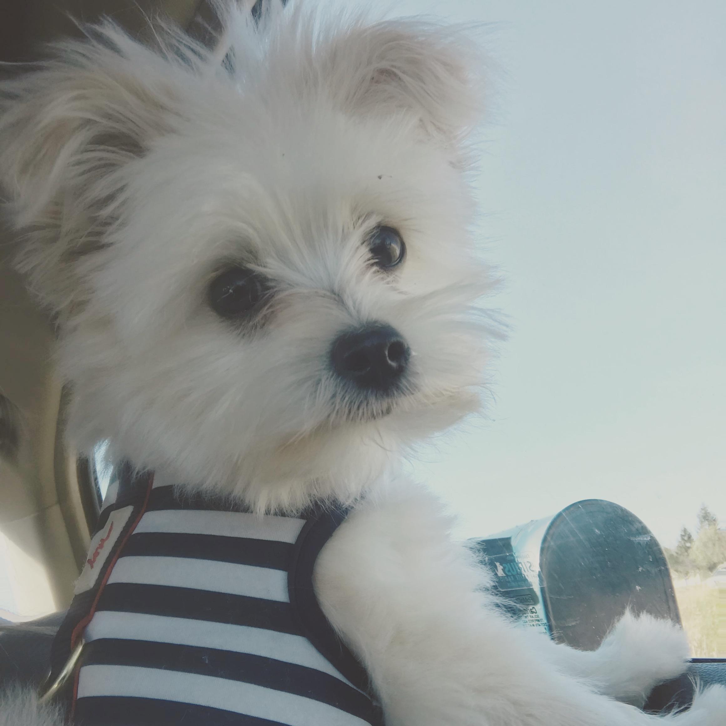 our favorite pup, Oliver