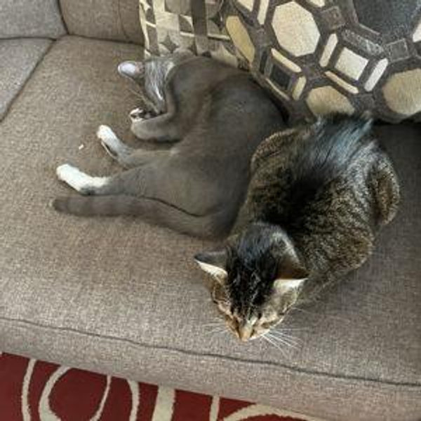 Newlyweds (and kitties) Fund