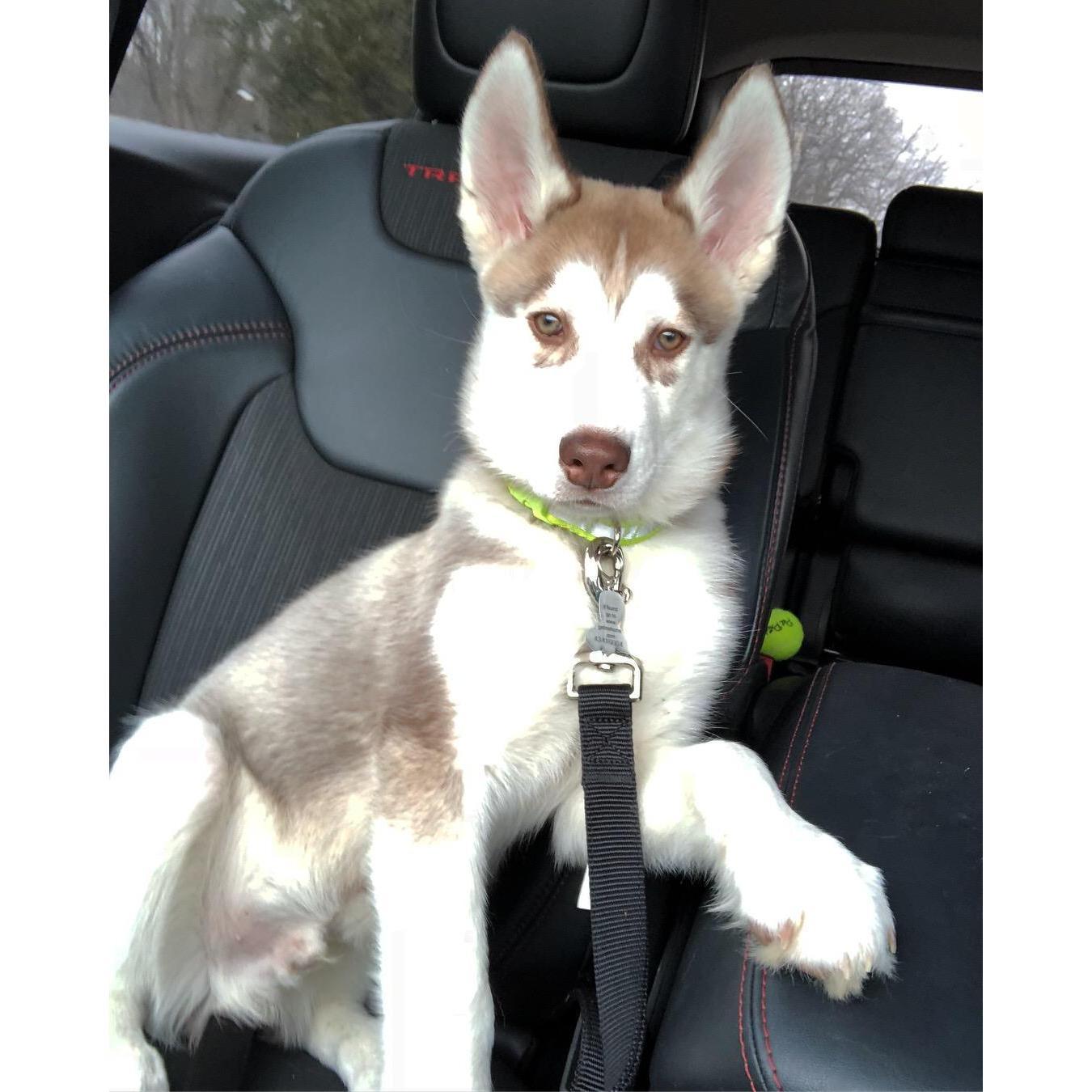 Our new baby boy, Niko