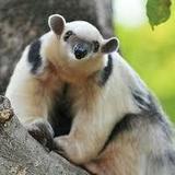 Rosamond Gifford Zoo