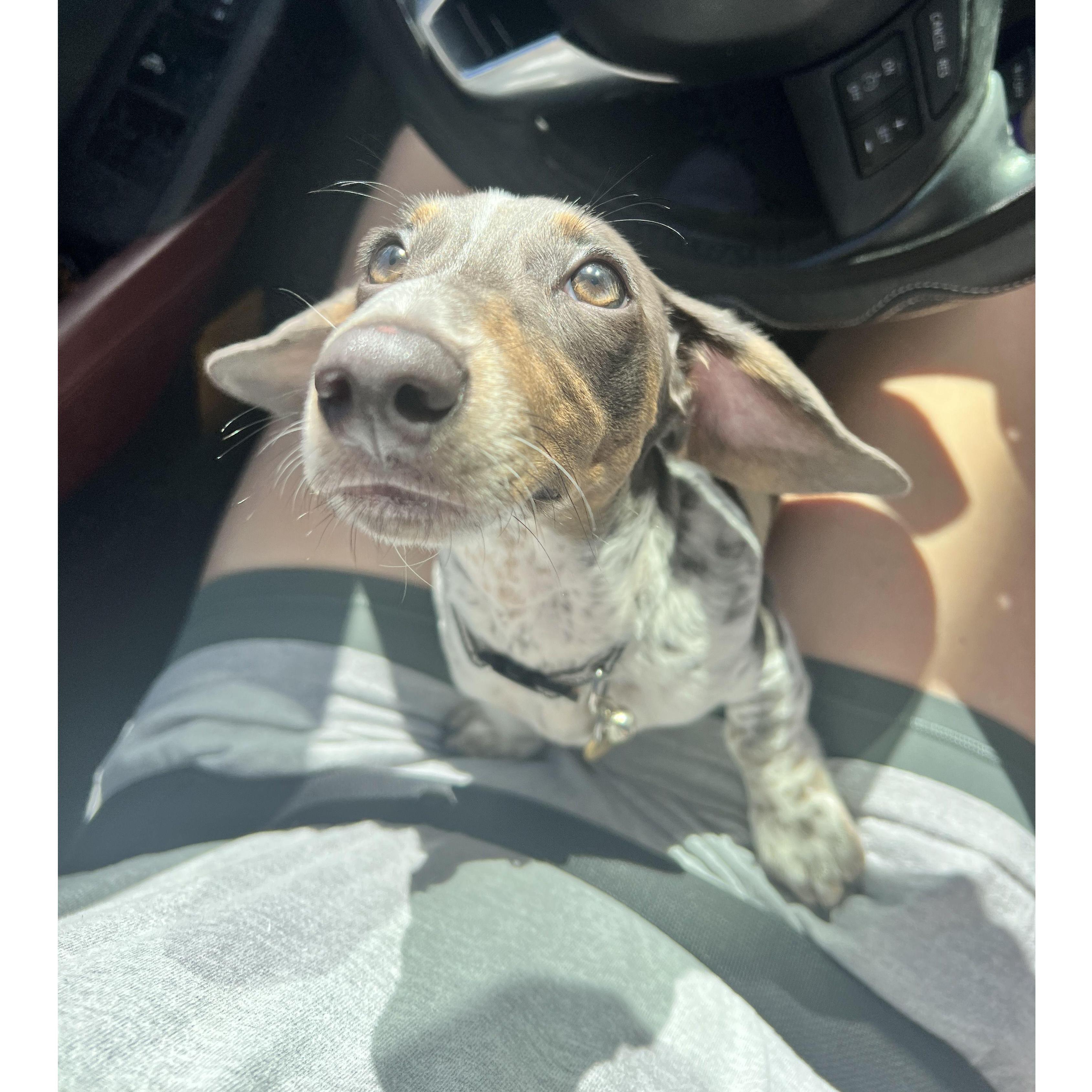 Our sweet Louie aka "Lou Lou"
