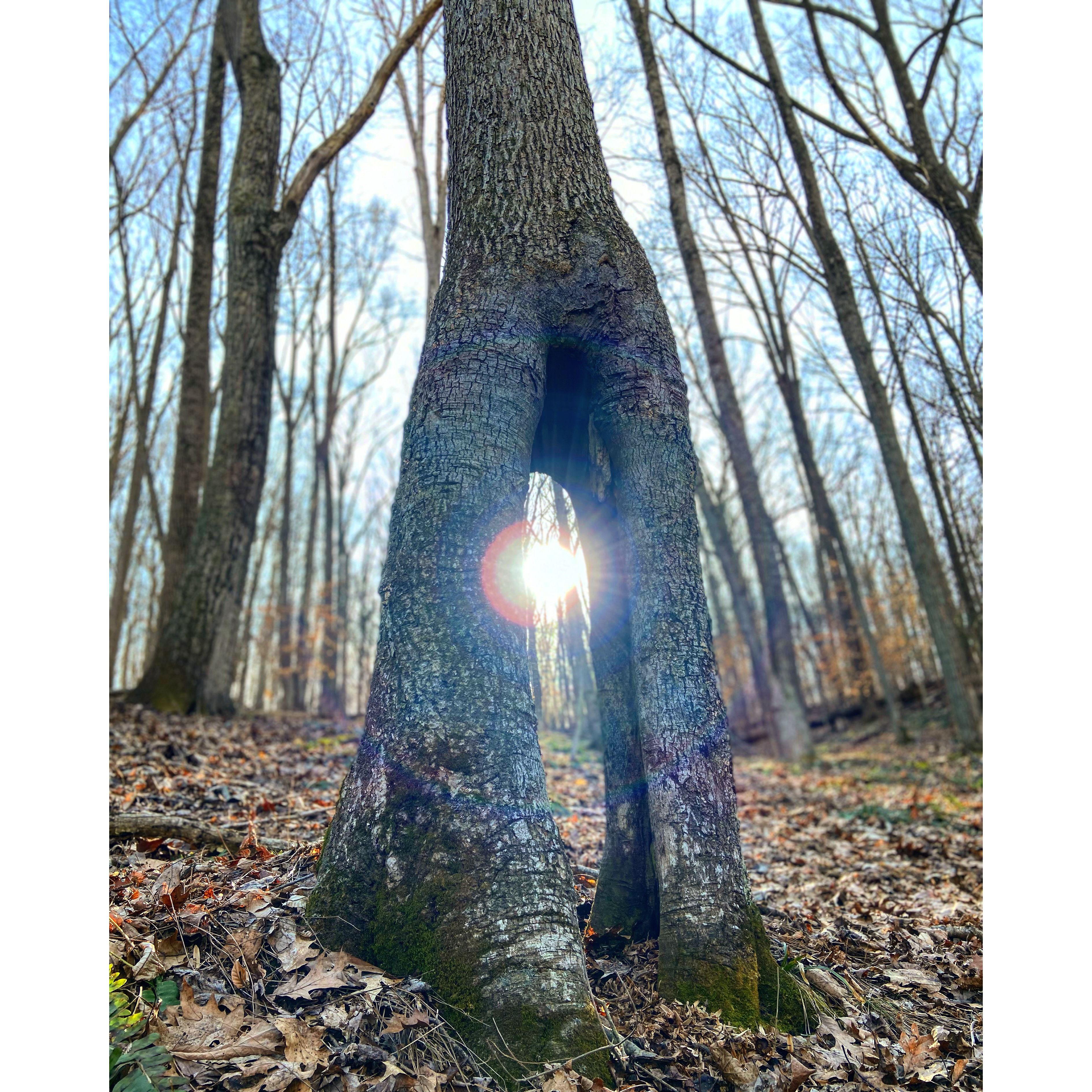 This is a photo of our first hike together. Kelsey fell down trying to play it cool then Icarus ran away. What a shit show...Dylan decided to stick around thankfully. We also wondered if we could crawl through this tree, which we indeed could crawl through.