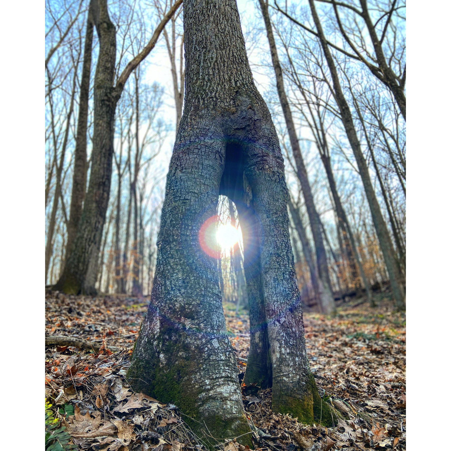 This is a photo of our first hike together. Kelsey fell down trying to play it cool then Icarus ran away. What a shit show...Dylan decided to stick around thankfully. We also wondered if we could crawl through this tree, which we indeed could crawl through.
