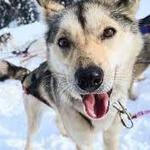 Dog Sledding!!!