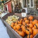 Stoltzfus Pumpkins